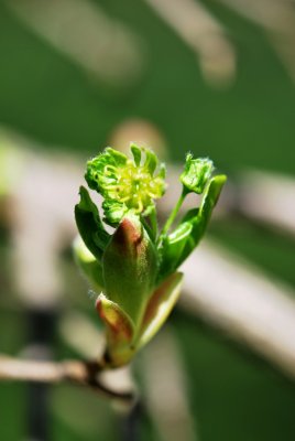 Acer campestre - javor babyka - květ (84)